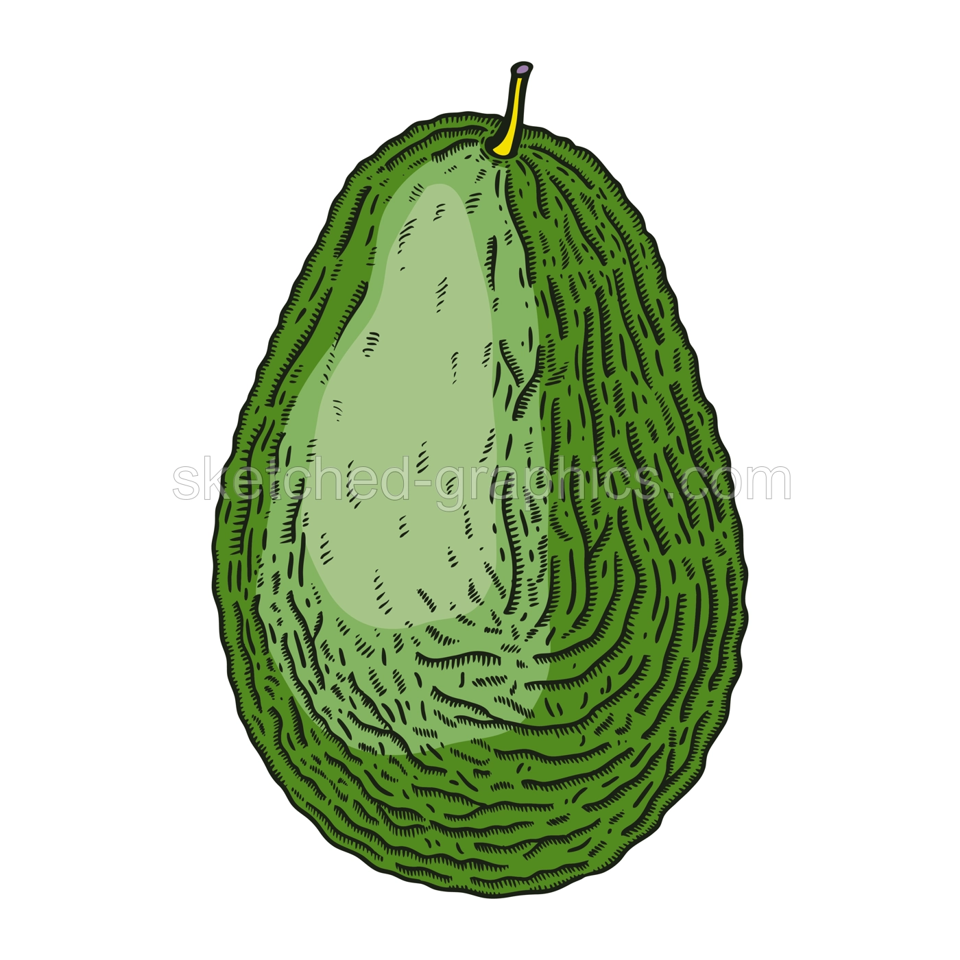 Hand-drawn avocado illustration. Ripe fruit sketch in engraved style. Raw fresh vegetables isolated on white background. Healthy vegetarian food vector drawing in color Illustration